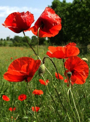 Klatschmohn